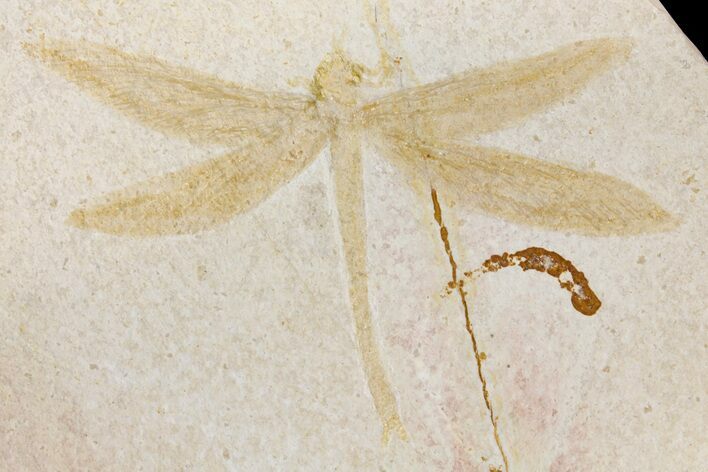 Fossil Dragonfly (Tharsophlebia) - Solnhofen Limestone #157226